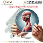 What is the Largest Organ in the Human Body