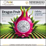 Kandhamal dragon fruit cultivation