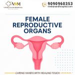 Female reproductive organs